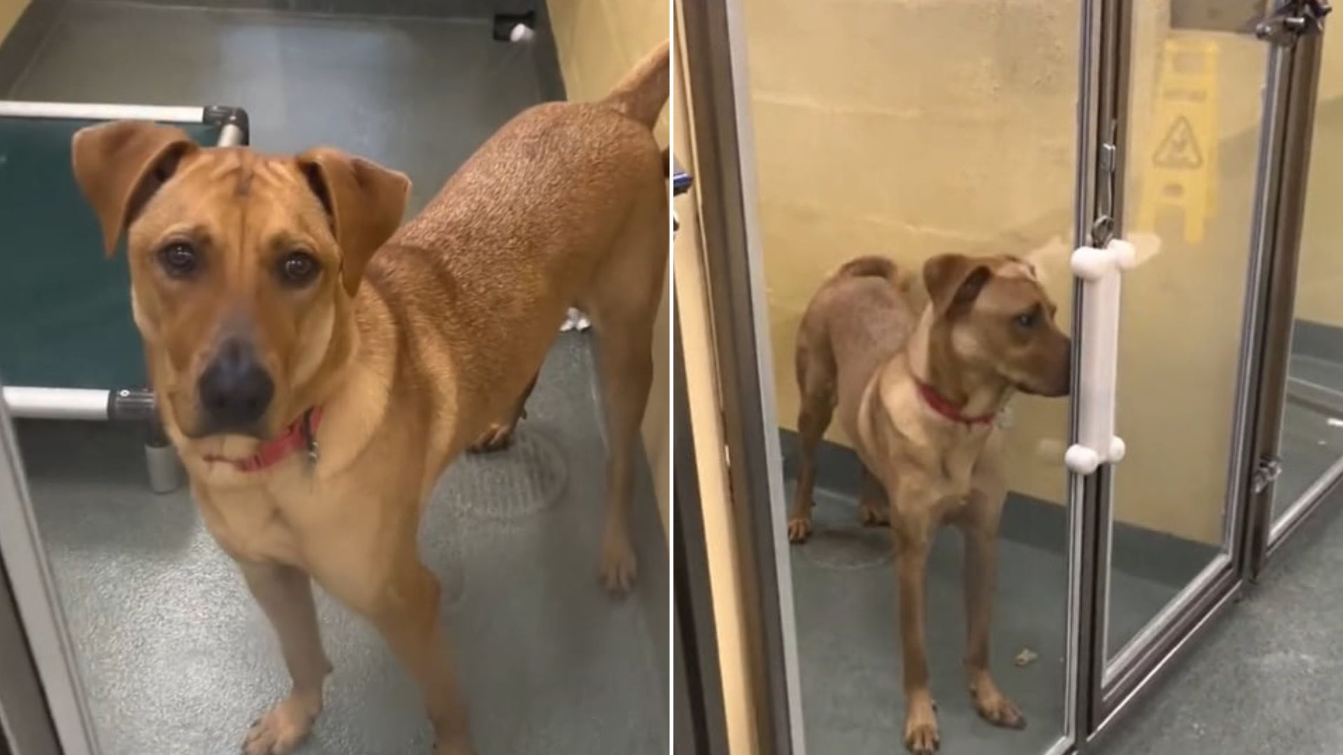 Florida Pup Surrendered Three Times Still Hopes To Find A Family Who Understands Him