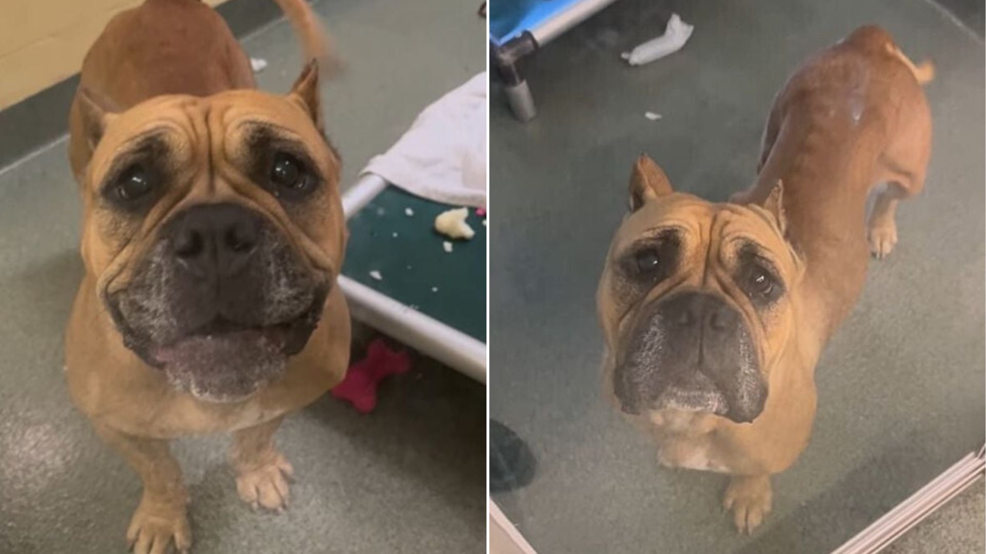 Florida Pup’s Joy Turns To Heartache After New Family Brings Her Back To Shelter
