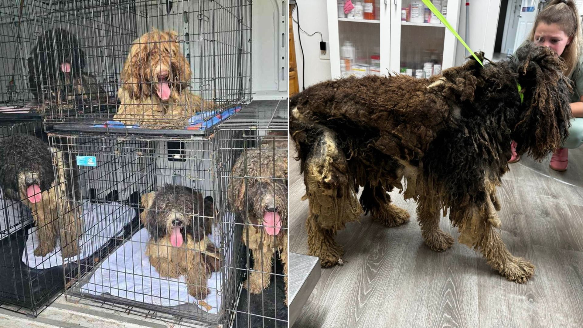 matted dog