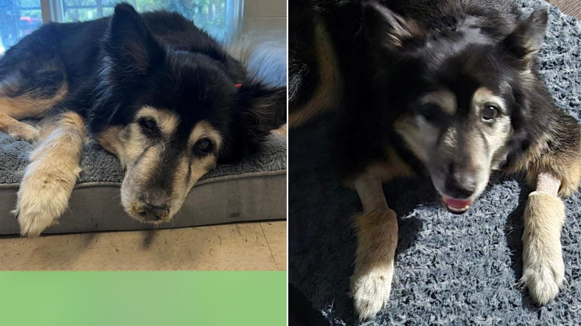 senior dog