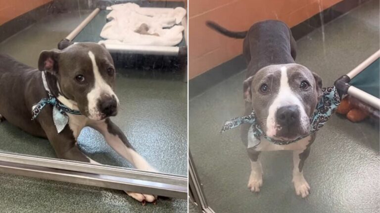 shelter dog
