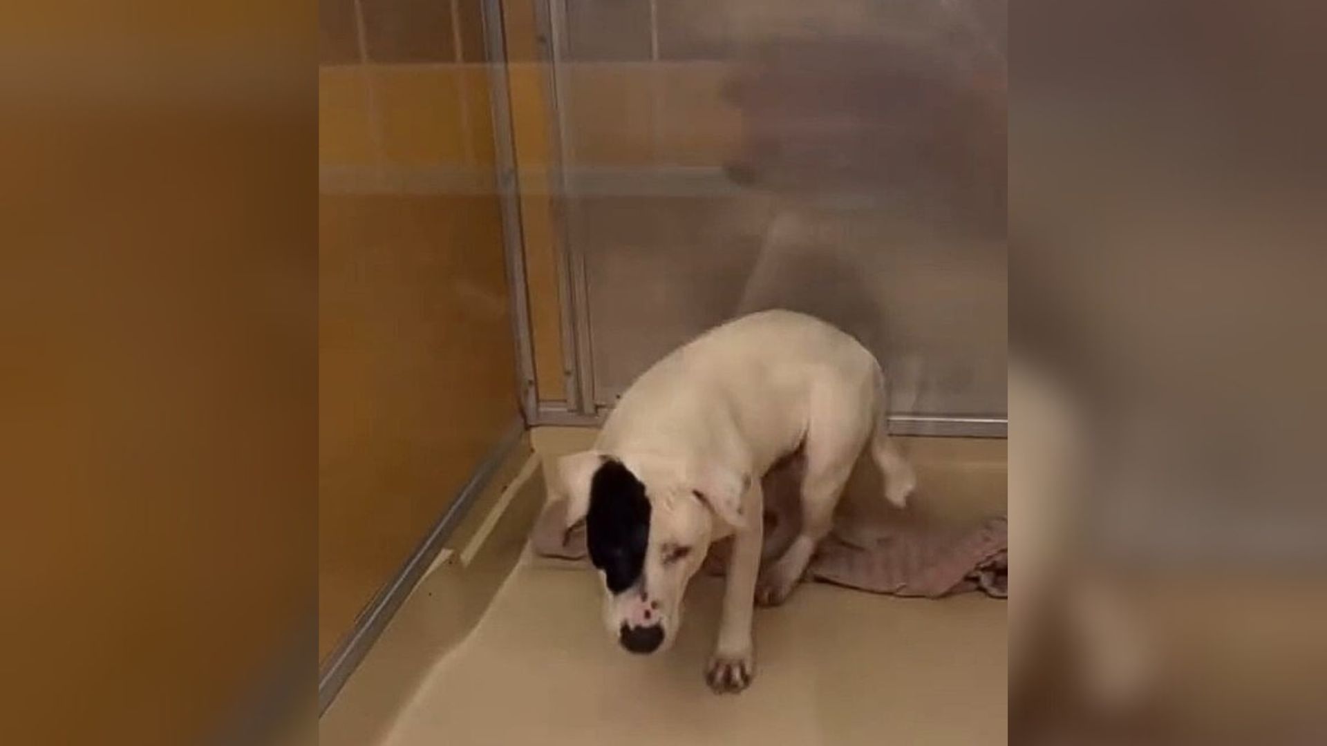tiny shelter dog