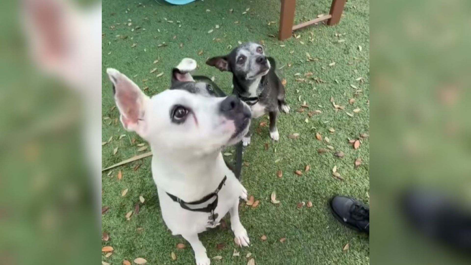 sad dogs