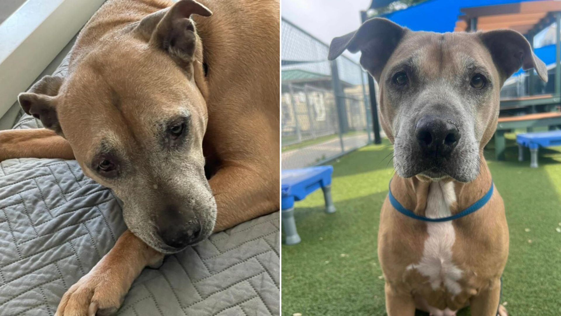 Florida Shelter’s Longest Resident Watches Every Other Pup Leave While She Stays Behind