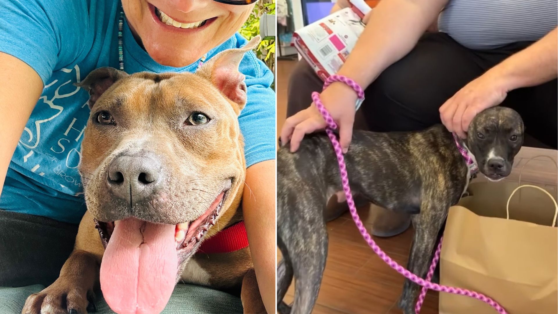 adopted dog