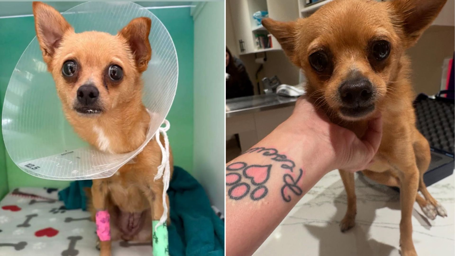 tiny chihuahua