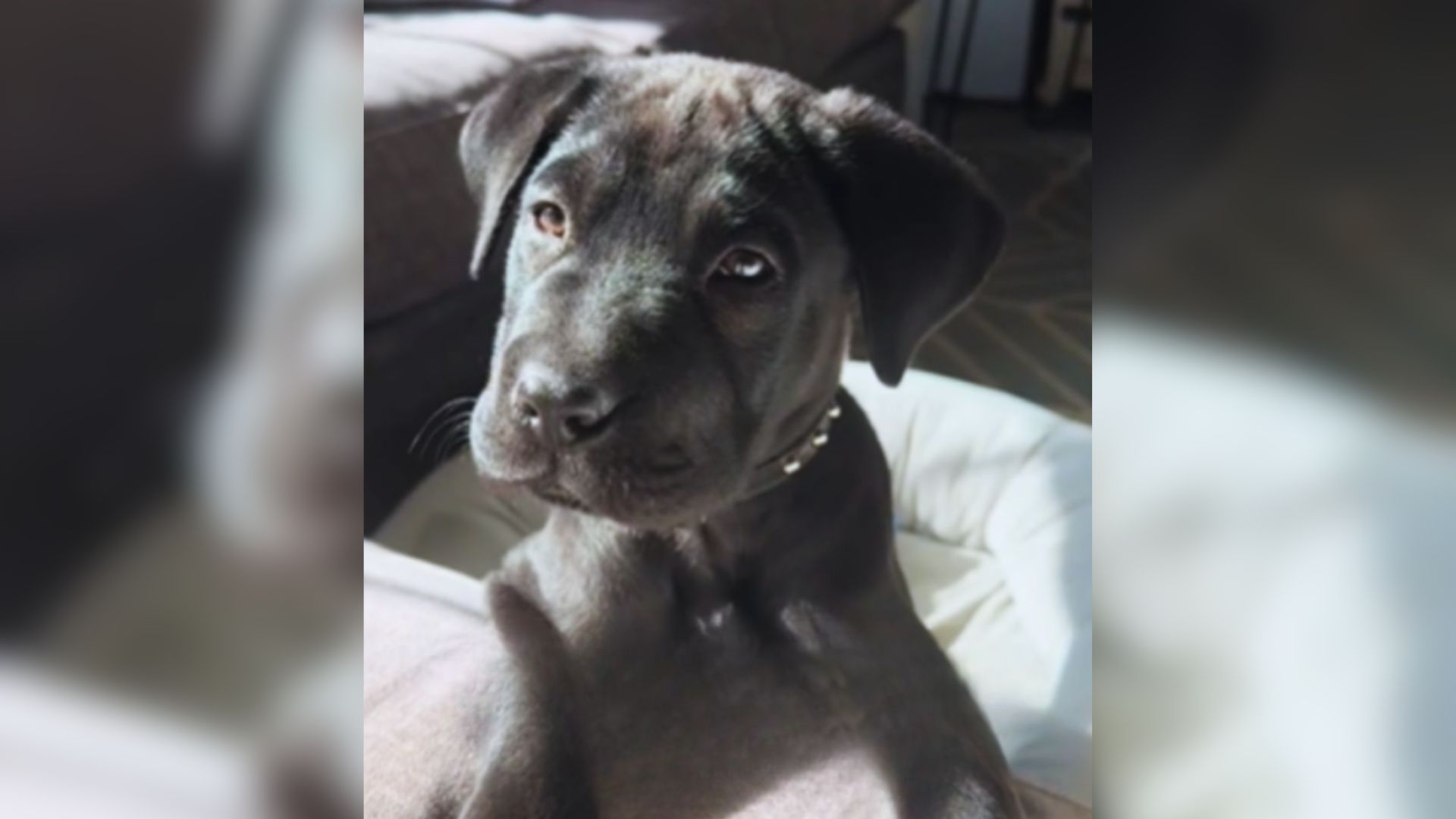 Florida Woman Who Thought Her Adopted Dog Was A Black Labrador Discovers He’s Something Else Entirely