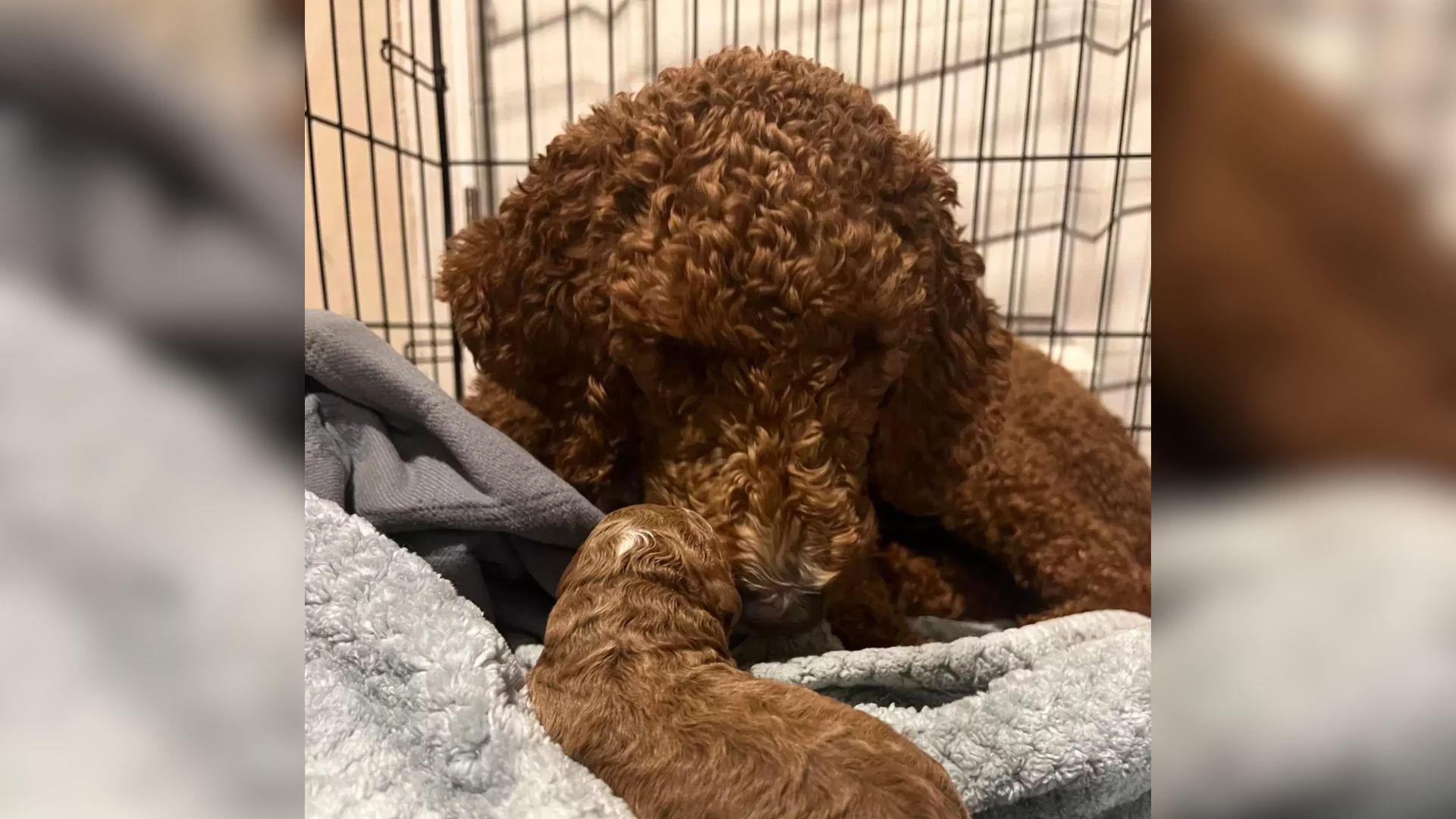 dog with curly fur