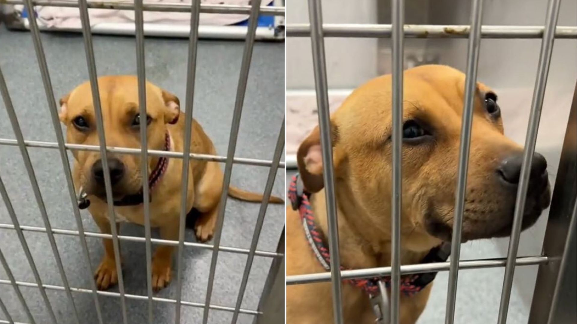 cute dog in shelter