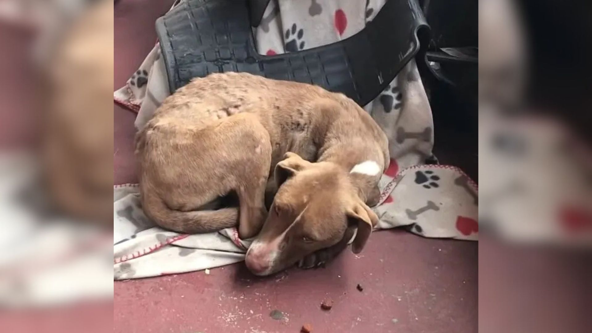 dog curled up on floor