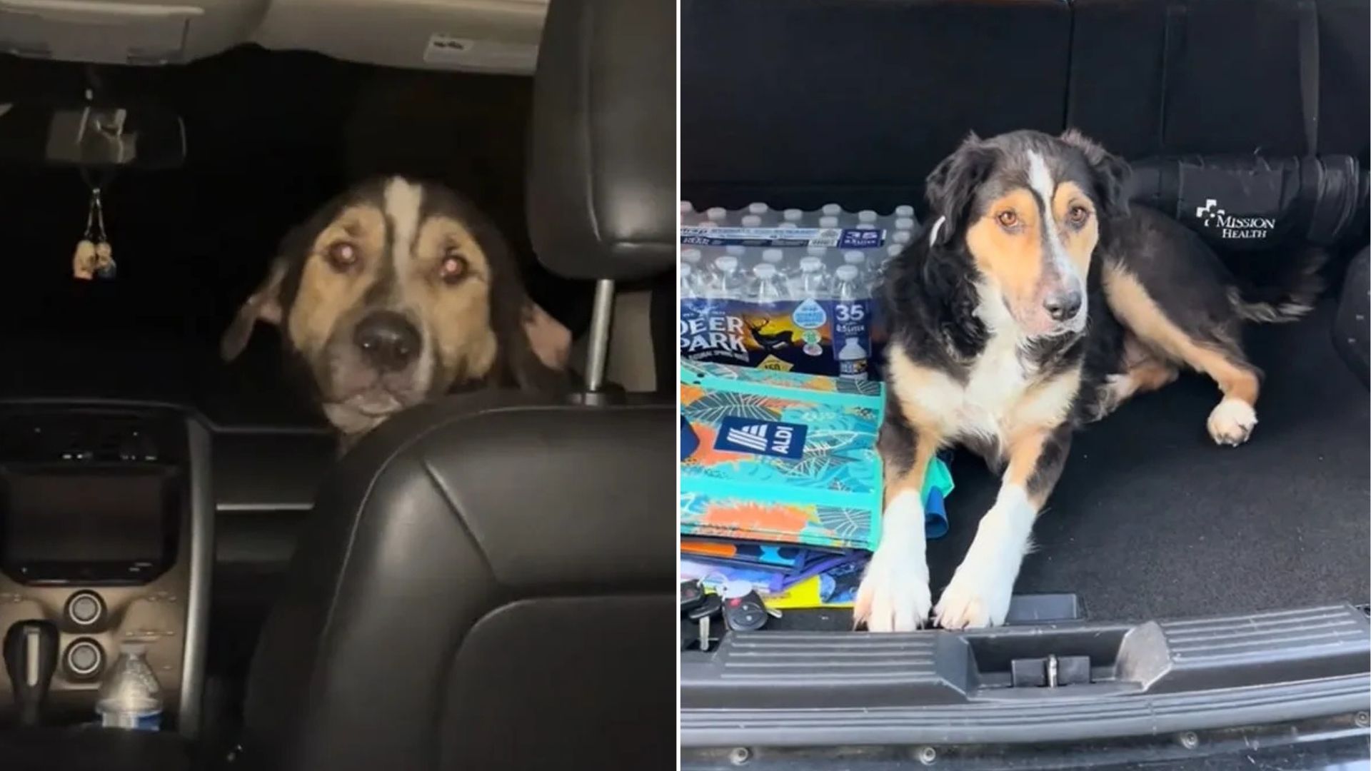 Stray Dog Leaps Into Woman’s Car In South Carolina And Refuses To Leave