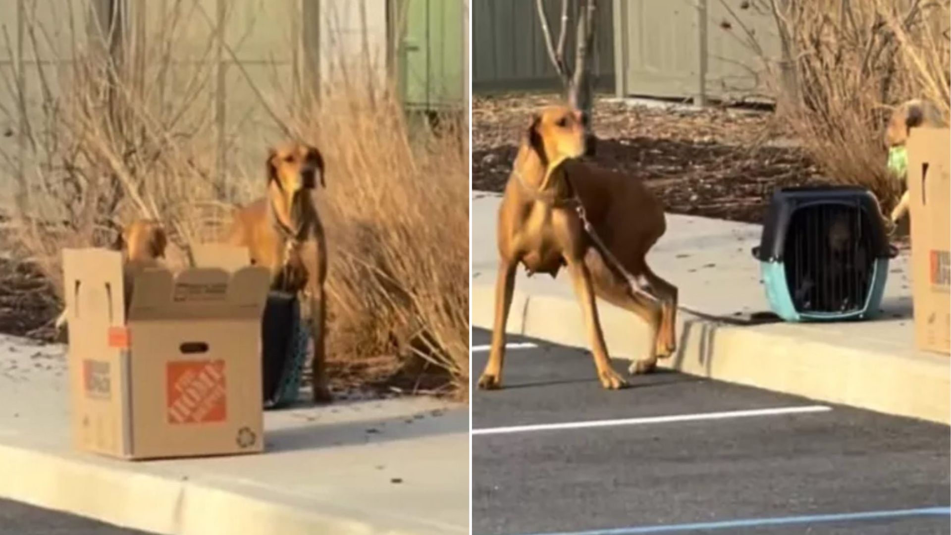 Frightened Mama Dog Found Tied To A Crate Filled With Her Puppies Outside New York Shelter