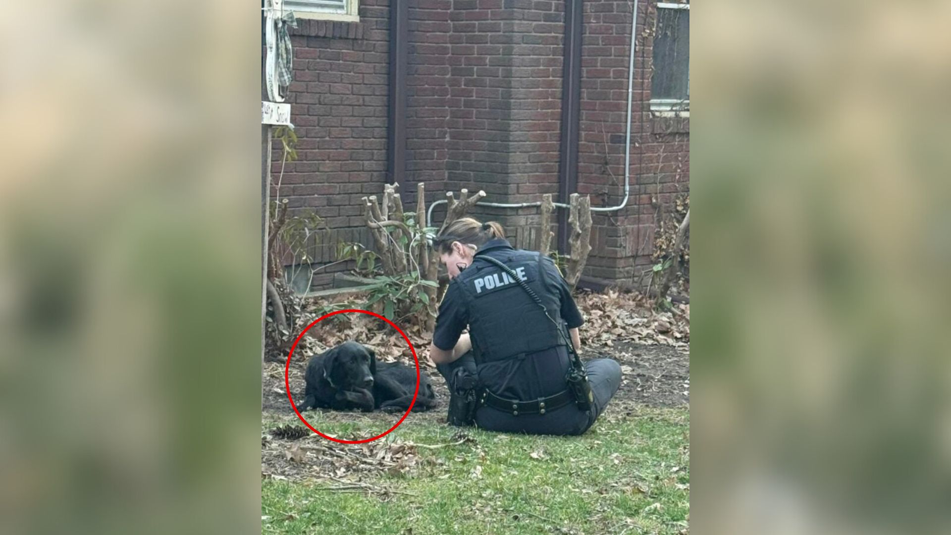 Frightened Ohio Dog Wouldn’t Let Anyone Close Until The Right Person Came Along