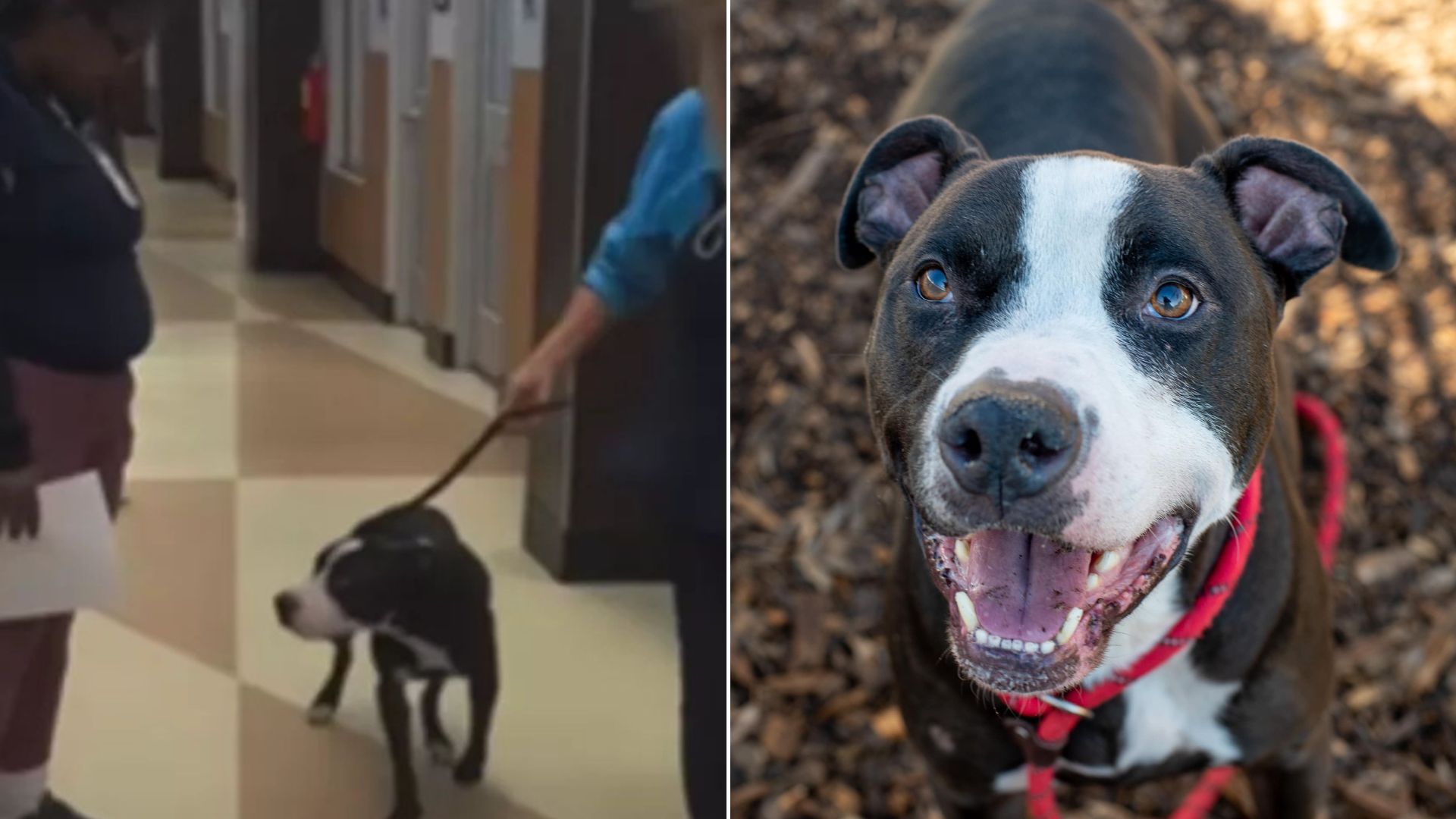 photos of dog before and after being saved from euthanasia