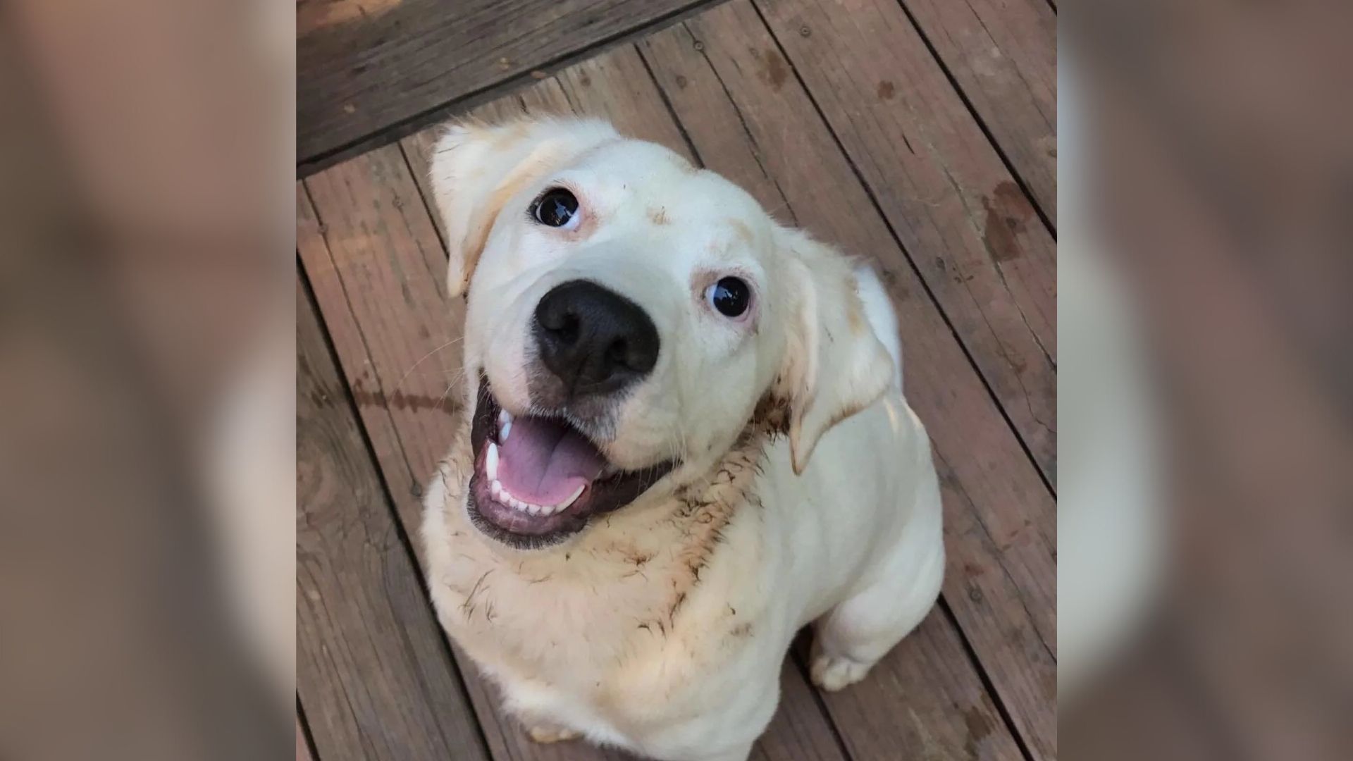 white dog