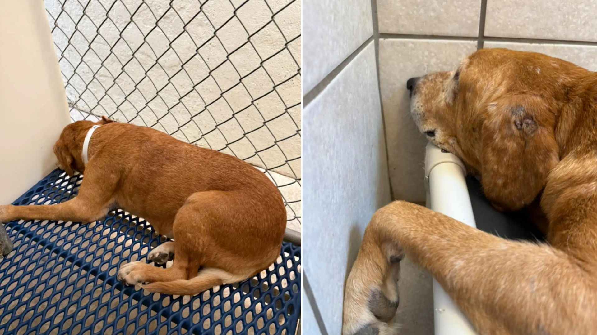 depressed dog