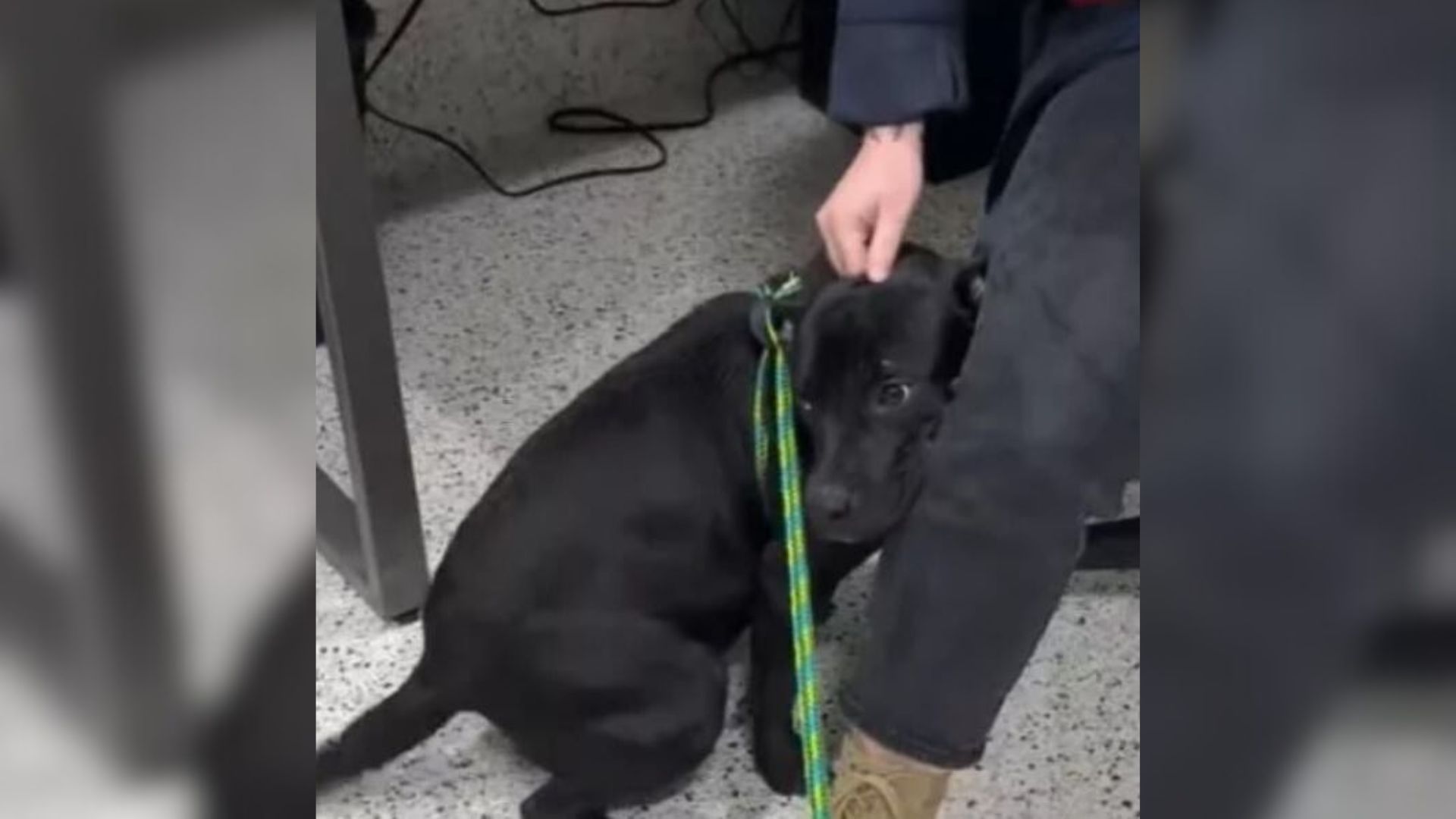 worker and dog