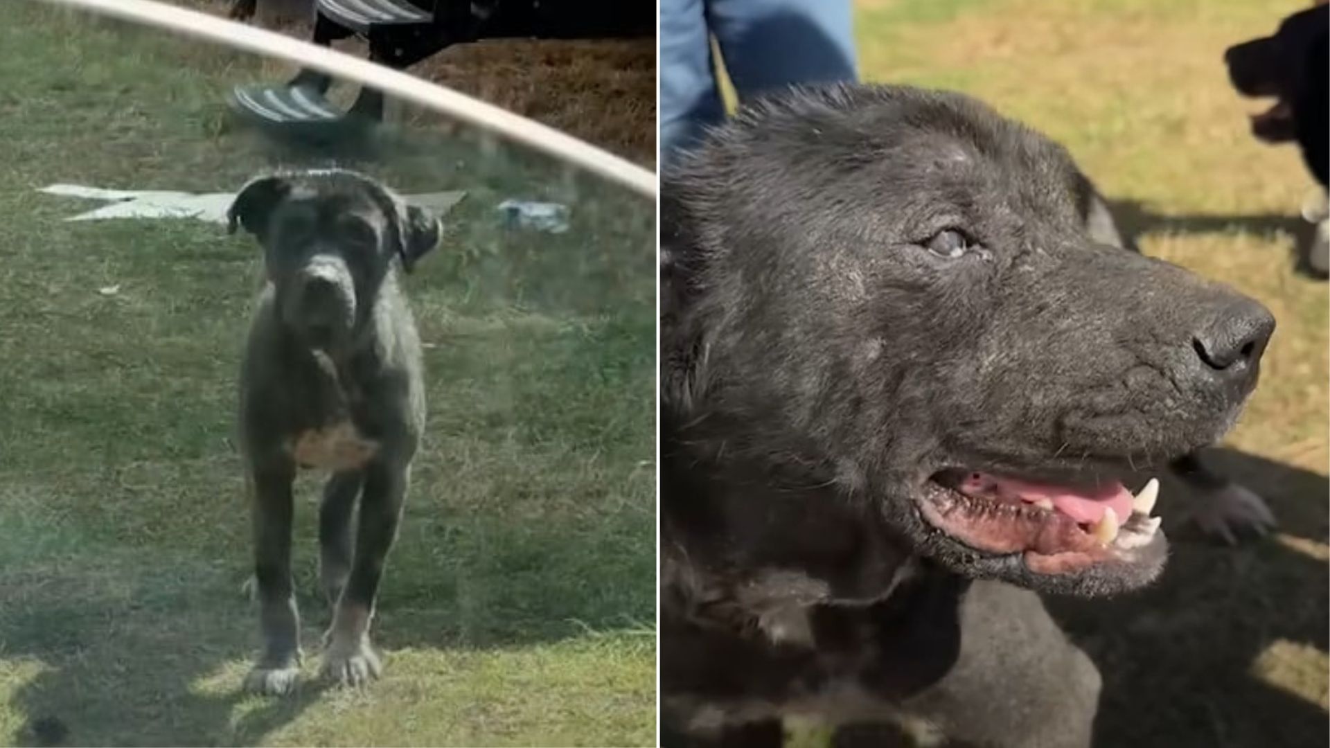 black dog