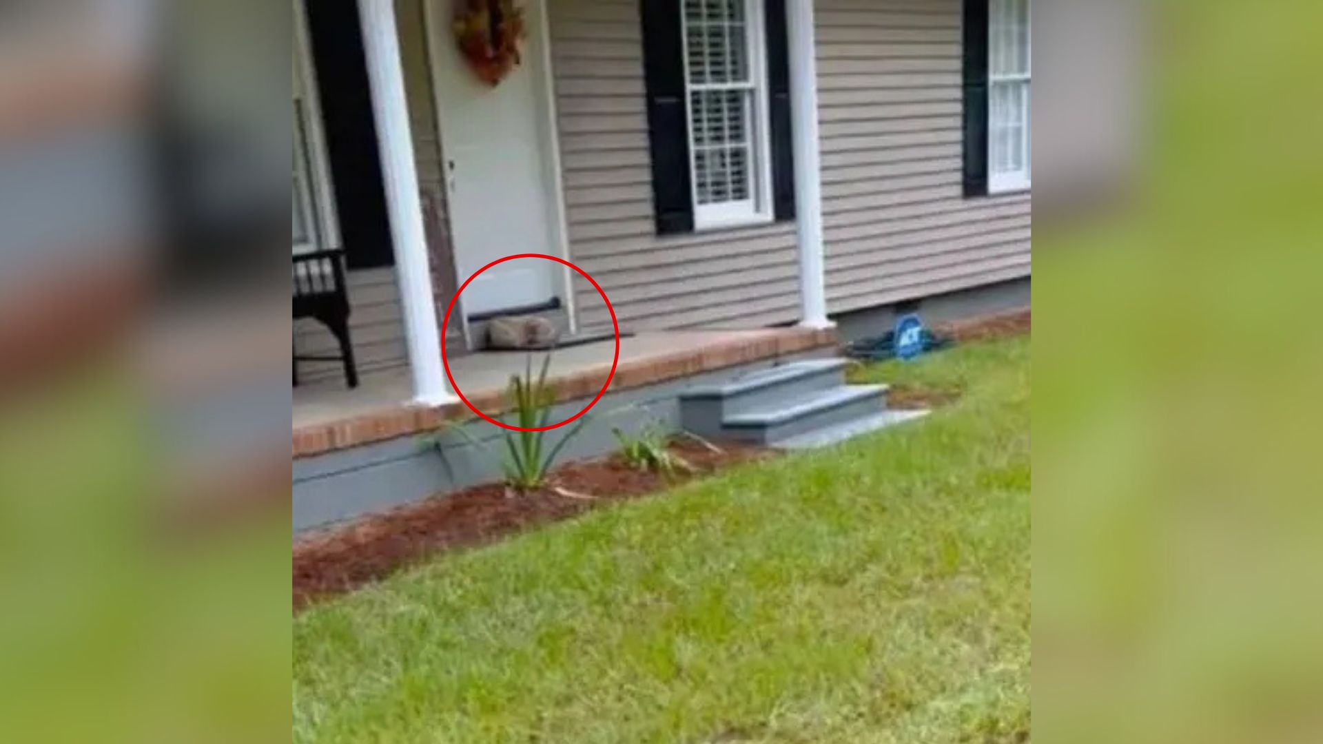 dog on porch