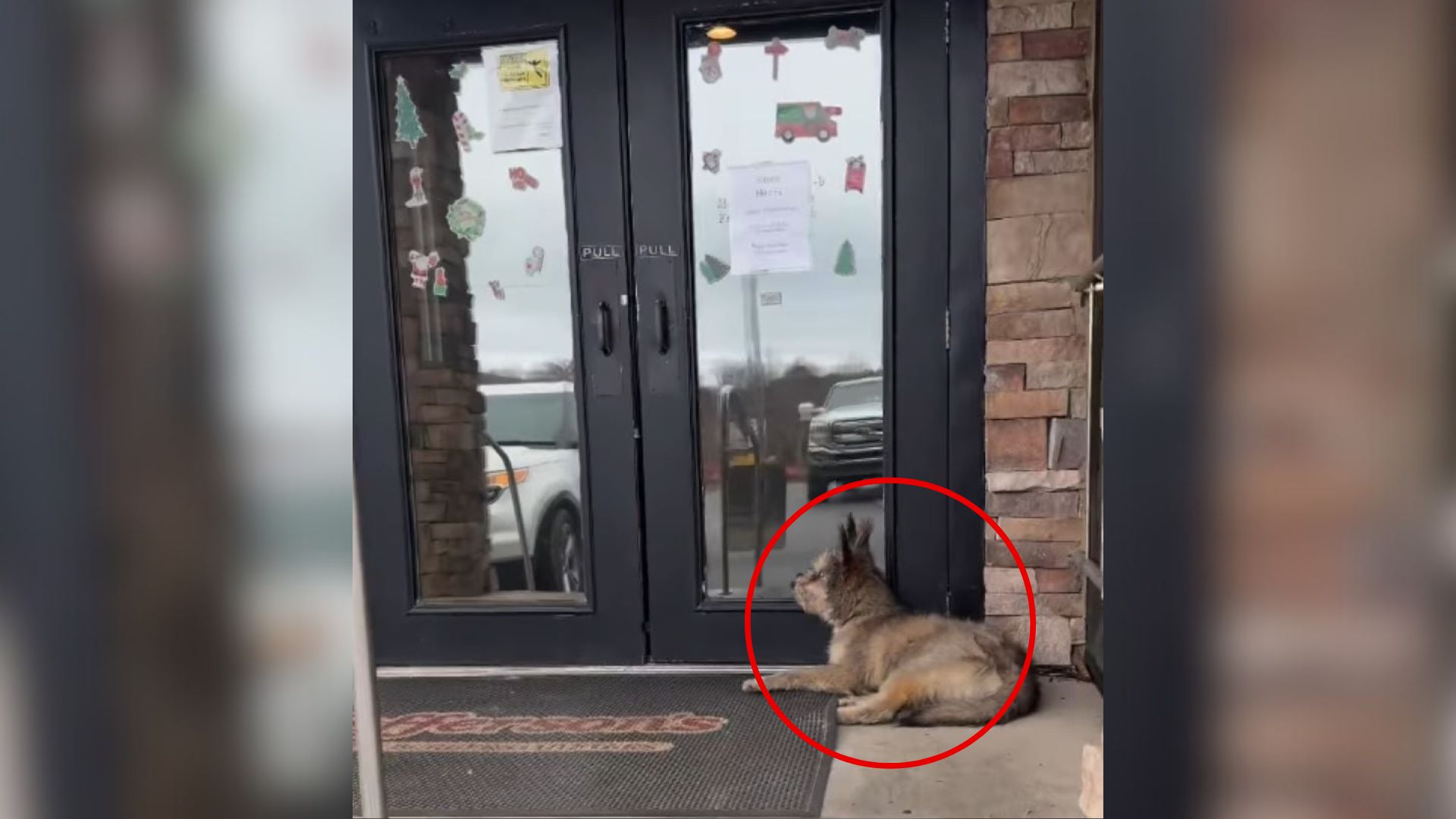 dog in front of doors