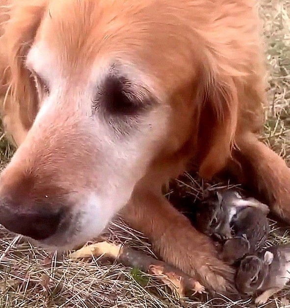 Golden Retriever and puppies