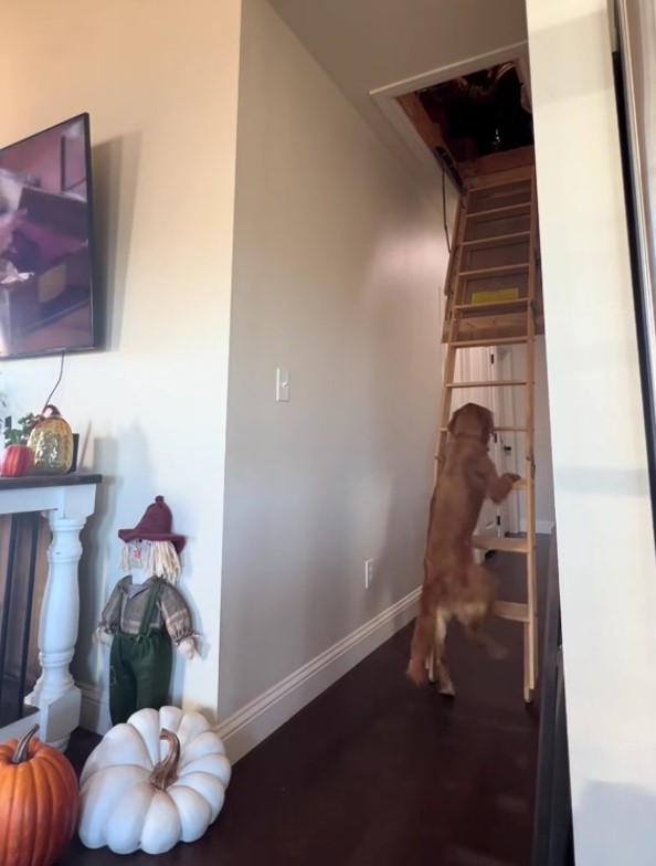 Golden Retriever climbing on a ladder