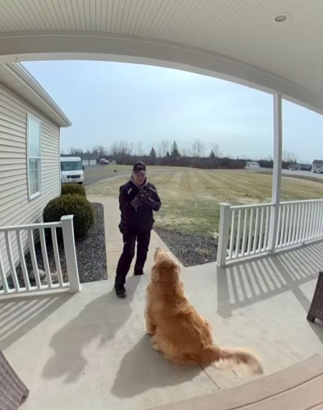 Golden Retriever on porch