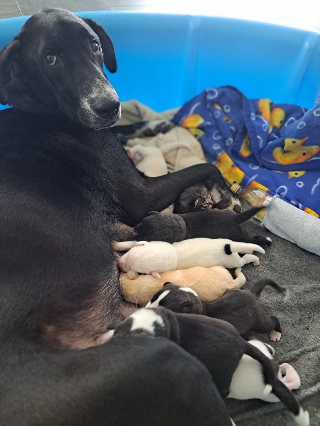 Great Dane and newborns