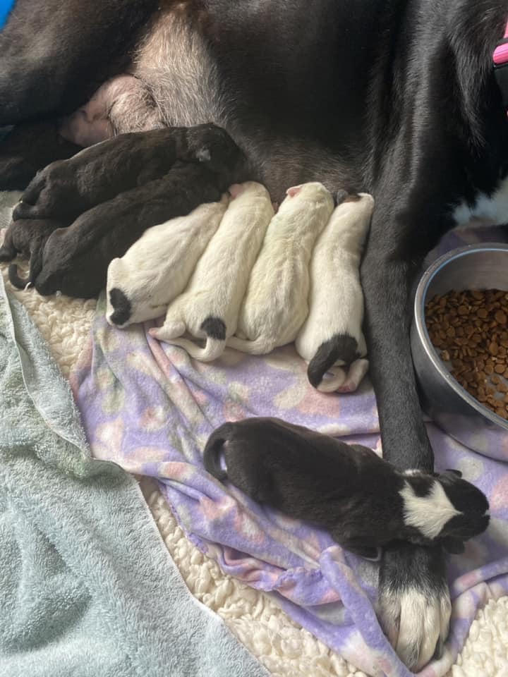 Great Dane feeding a puppies