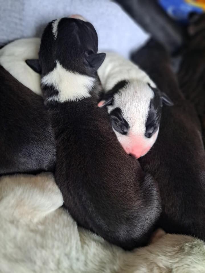 Great Dane puppies