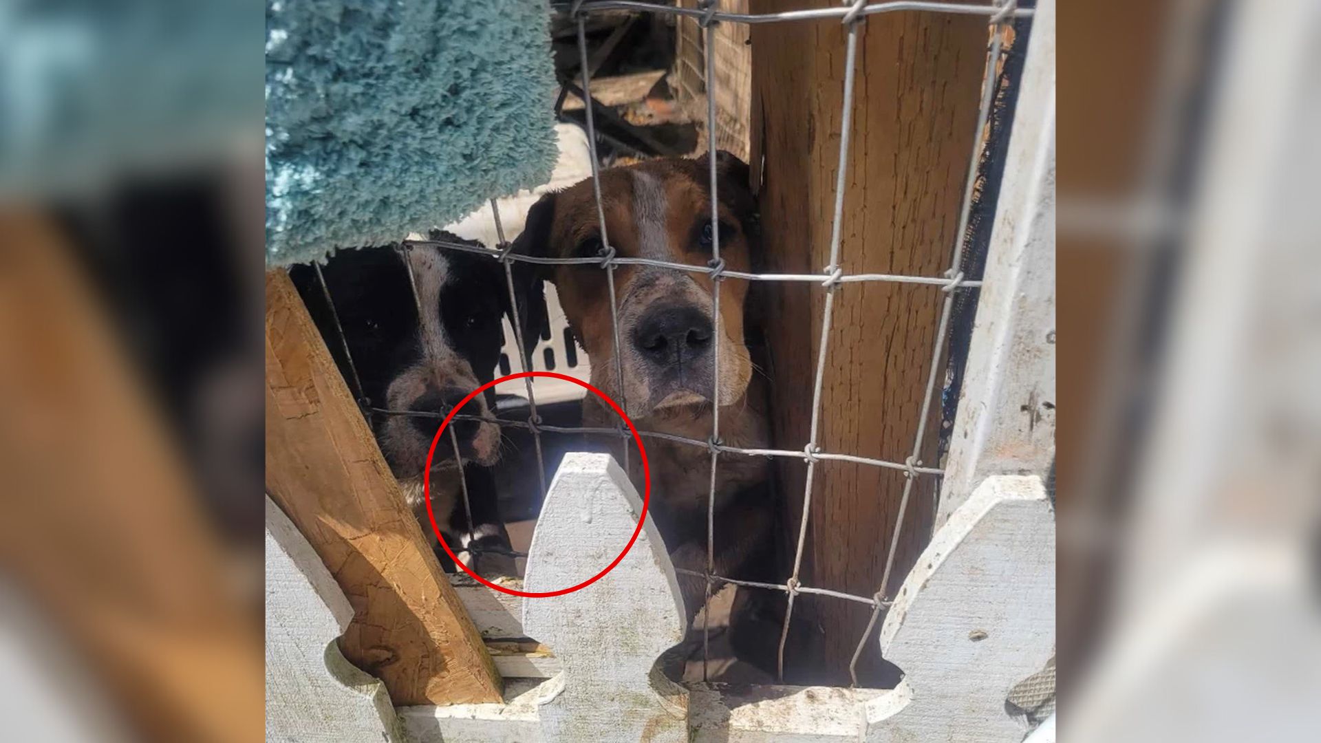 dogs staring from a crate