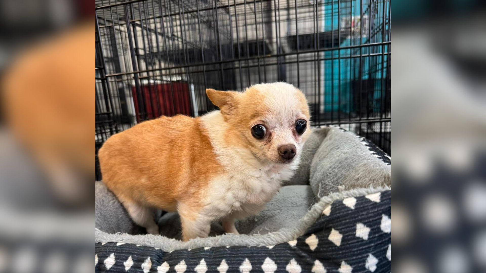 hamster-sized grumpy chihuahua