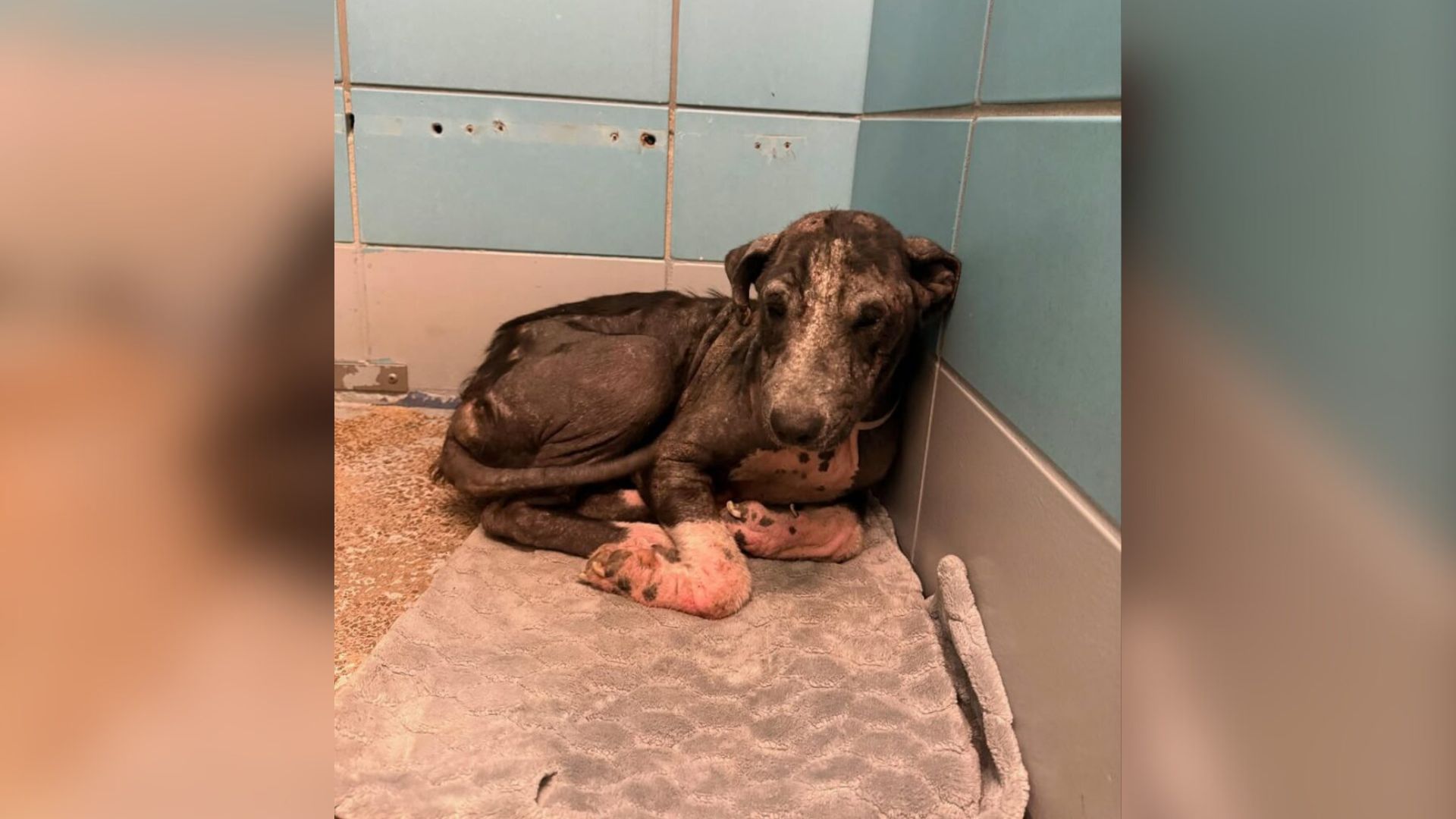 hairless dog in a shelter