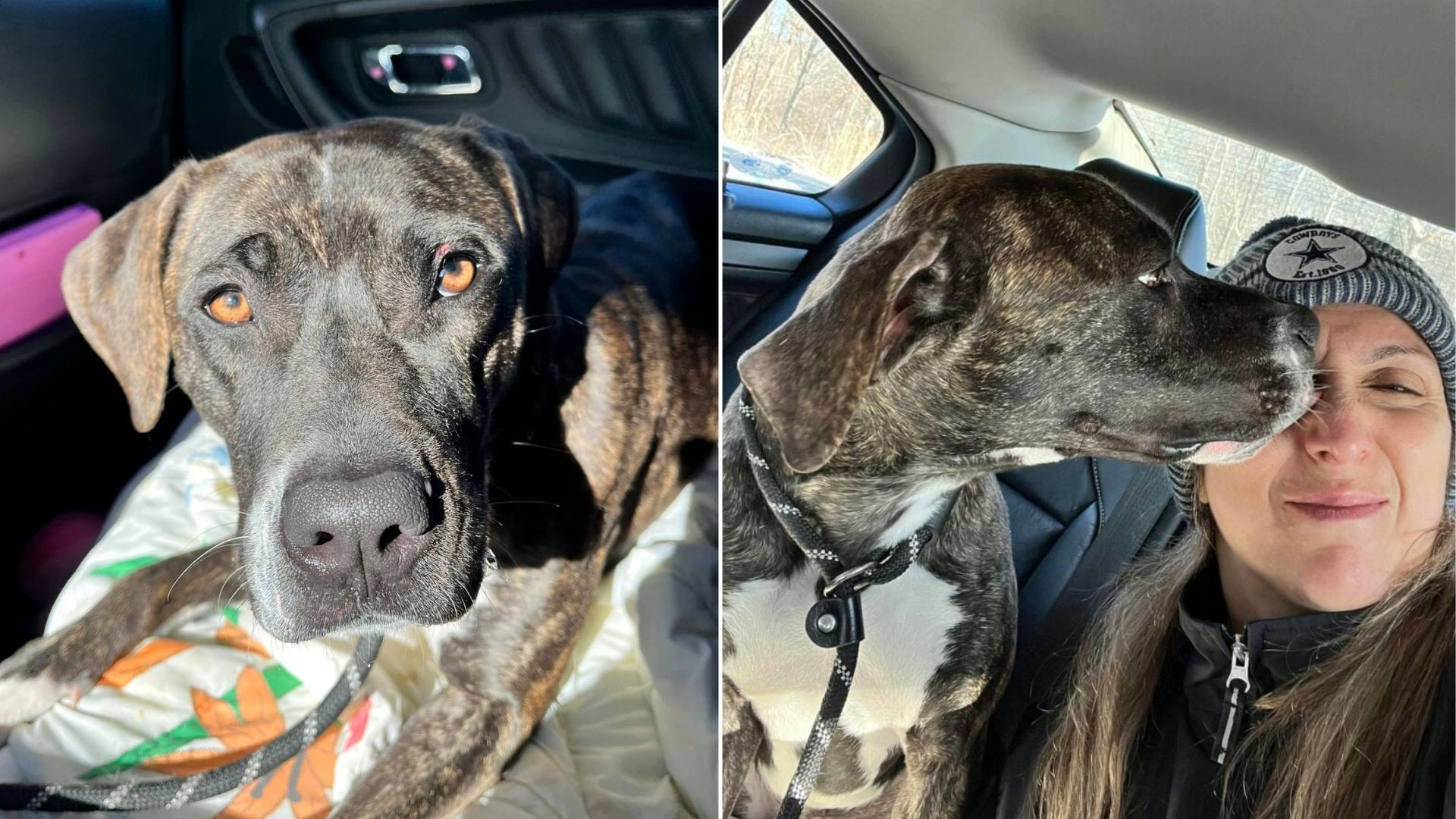 Heartbreak As Dog In New York Shelter Is Too Scared After Being Let Down By Owners