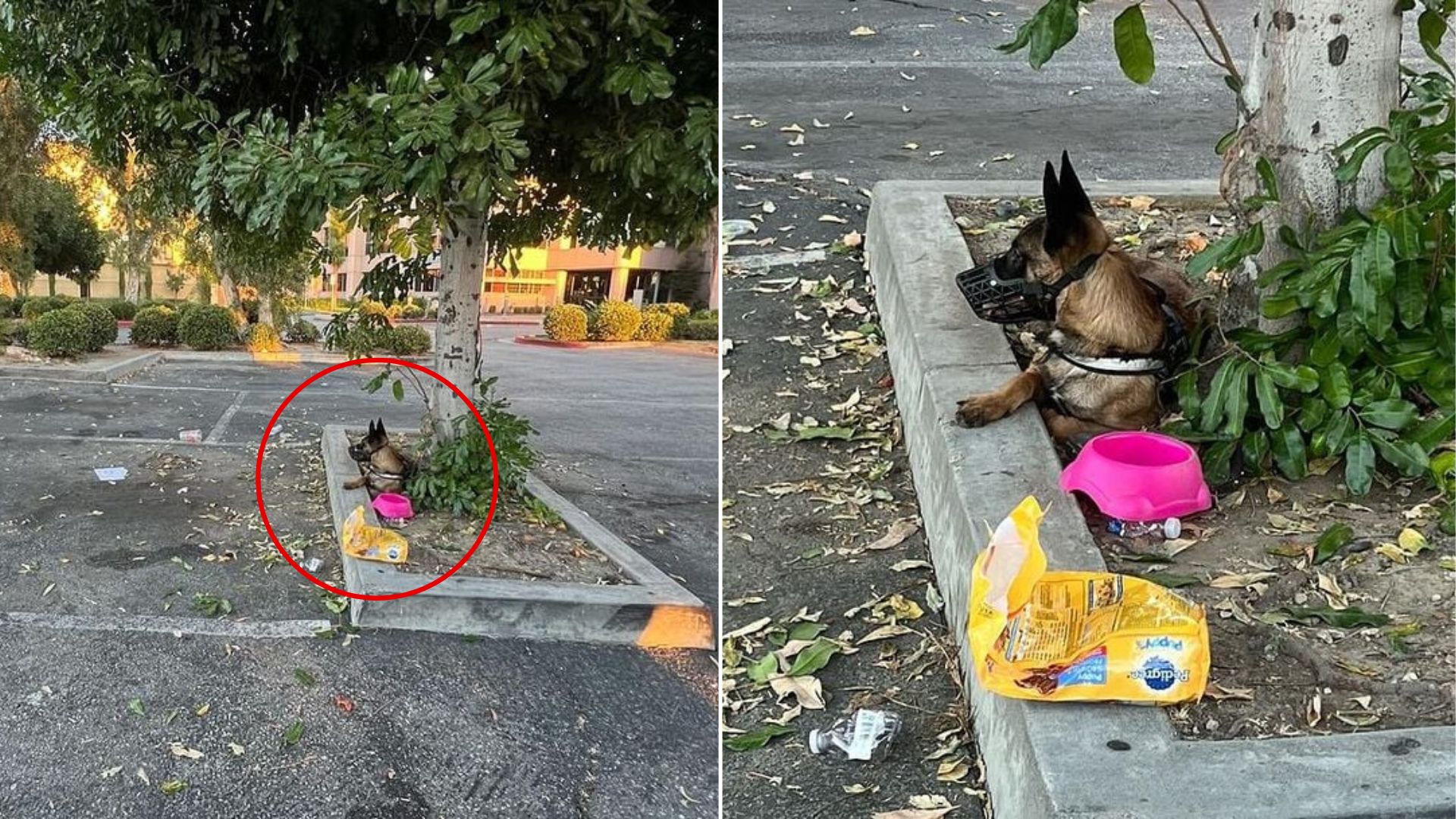 Heartbreak As Dog Was Abandoned In California With Her Belongings After Her Owners Couldn’t Care For Her Anymore