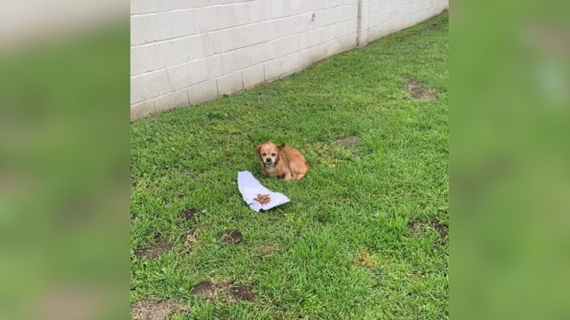 Heartbroken Dog Abandoned On California Streets Waits 2 Whole Weeks For Owners To Return