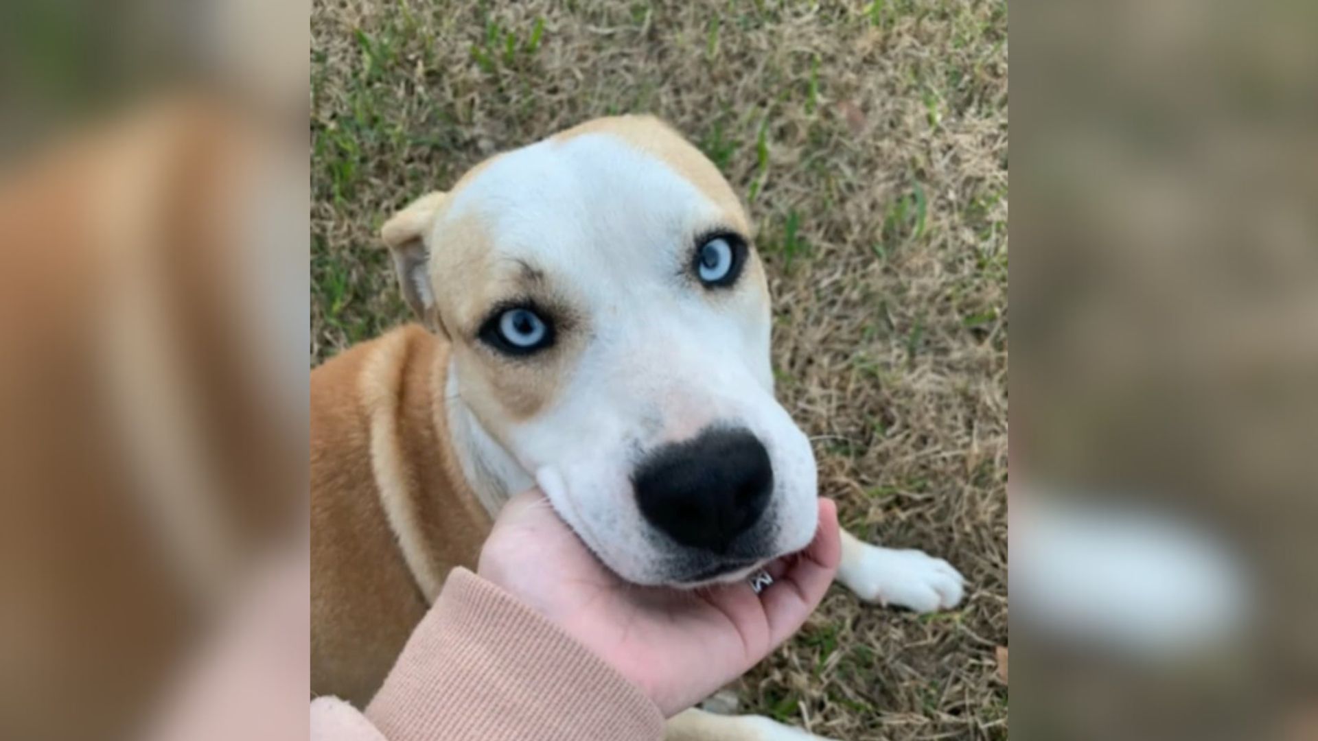 sad dog