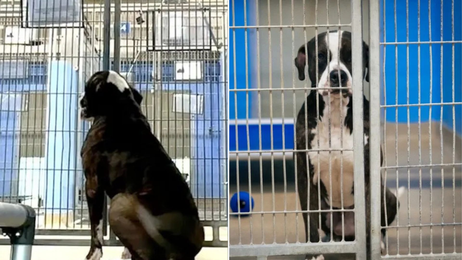 dog in shelter