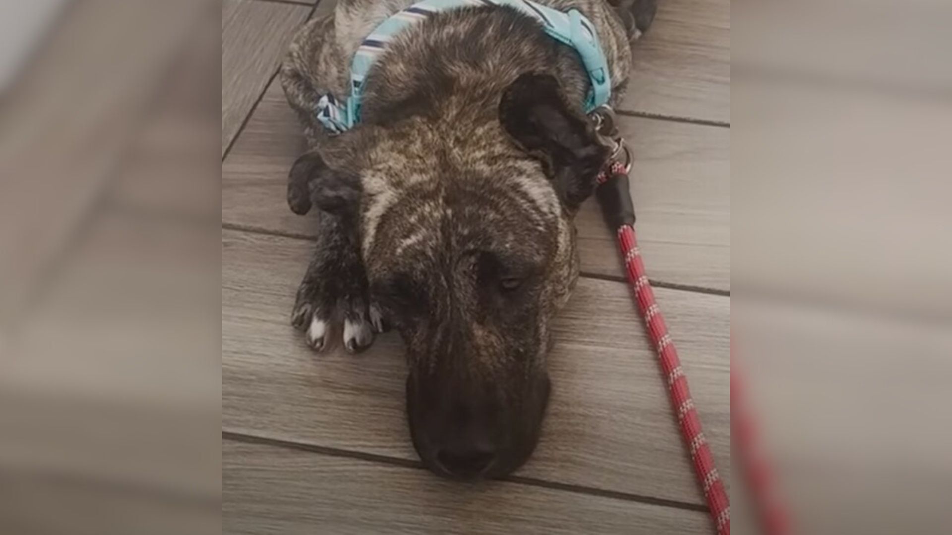 Heartbroken Mom Dog, Found On California Streets, Was Too Weak To Feed Her Babies, Then Help Arrived