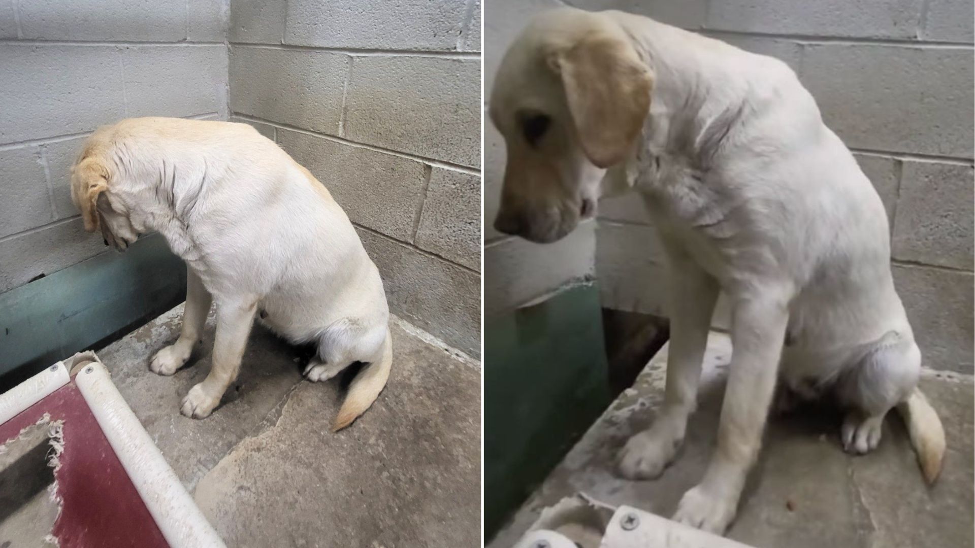 sad shelter dog