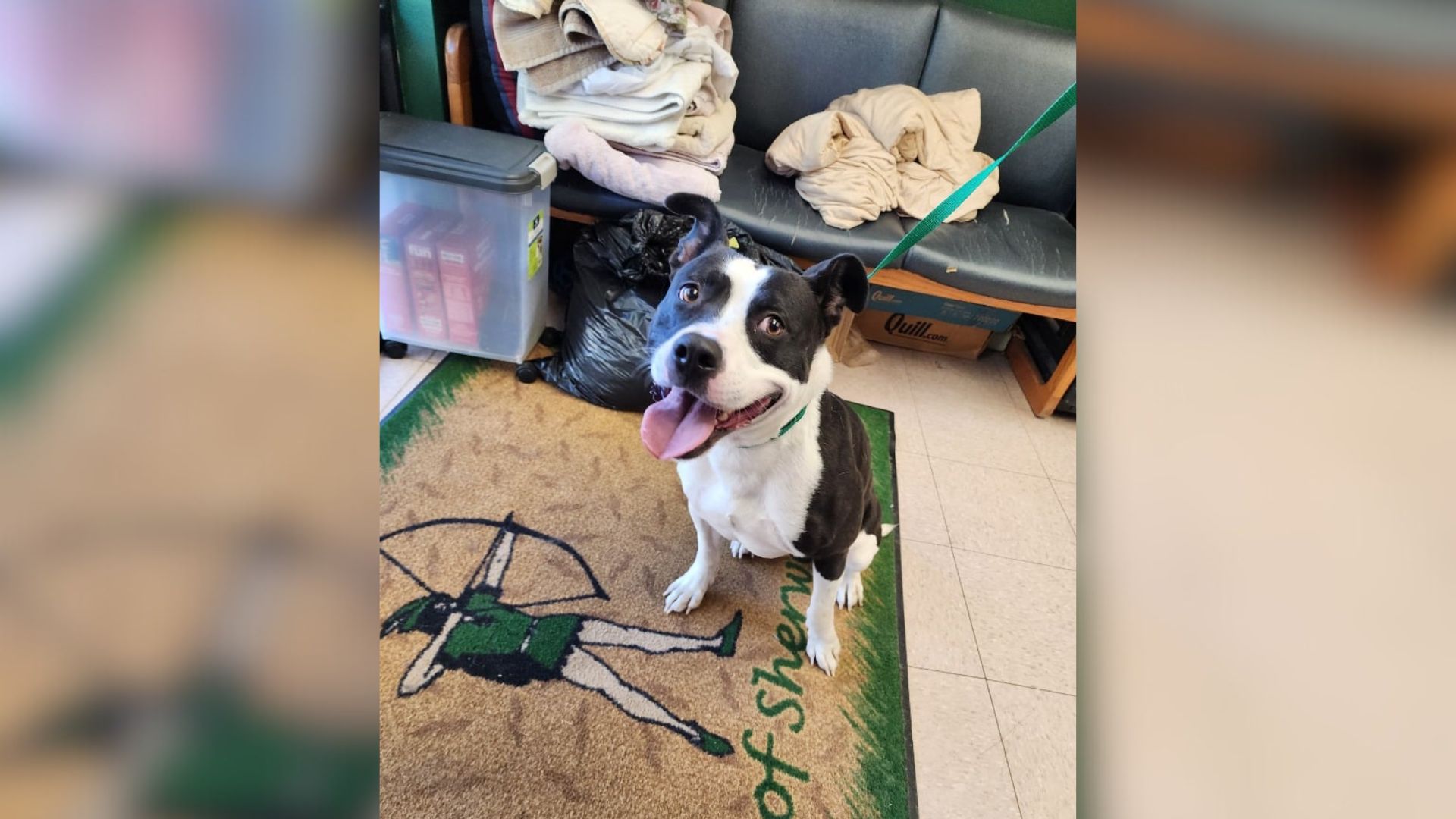 happy shelter dog smiling