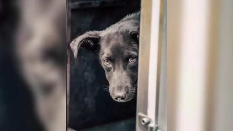 scared dog