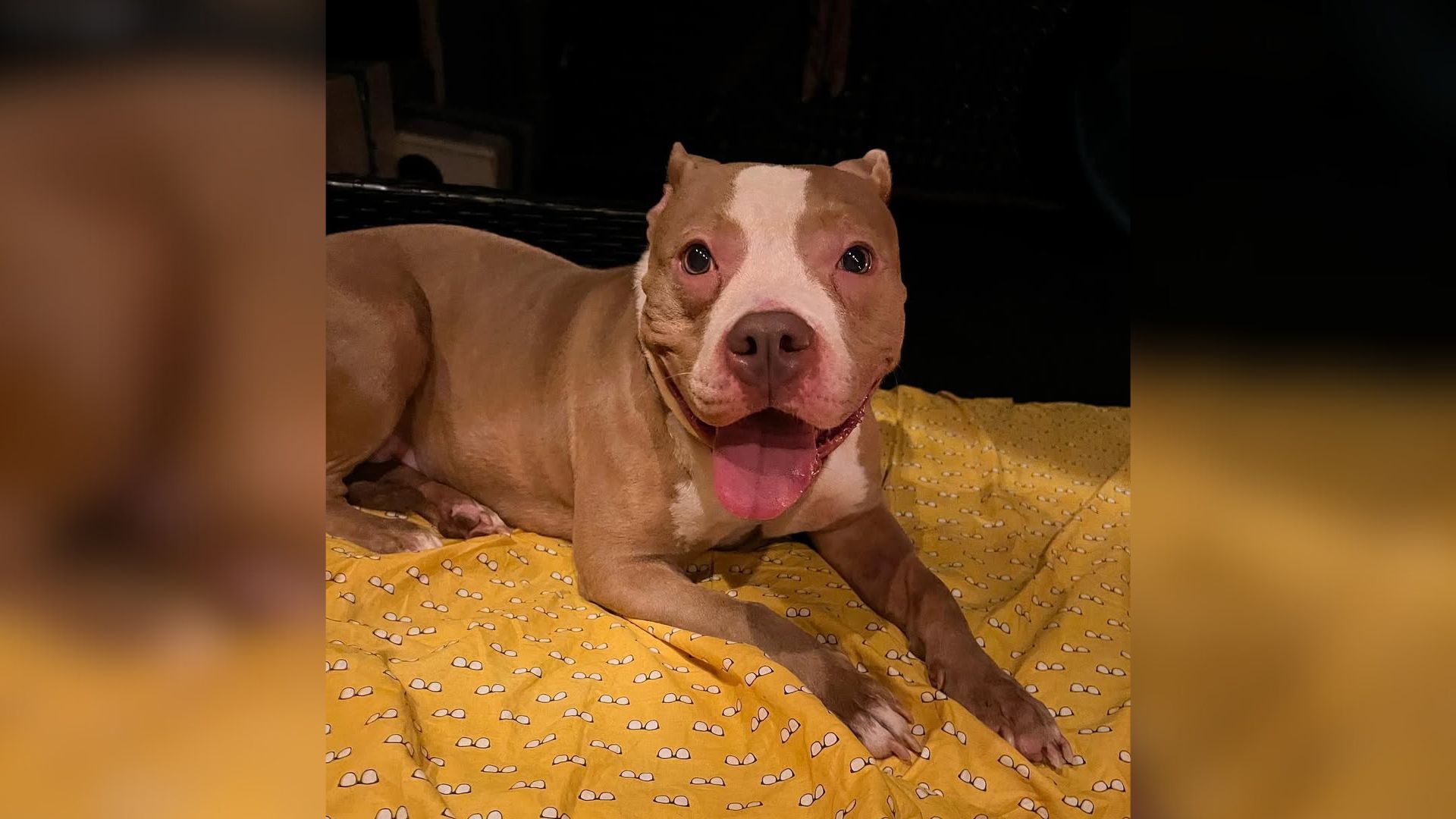 abandoned pitbull overnight