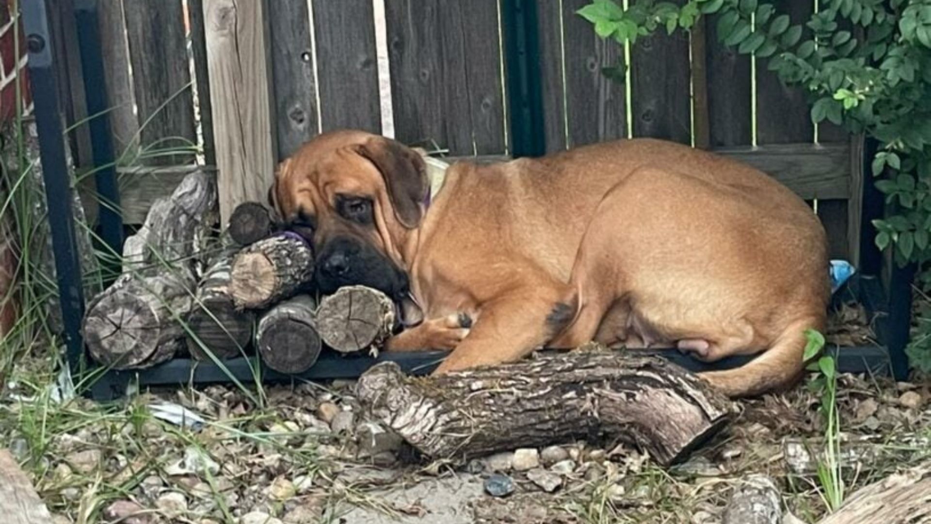 giant dog