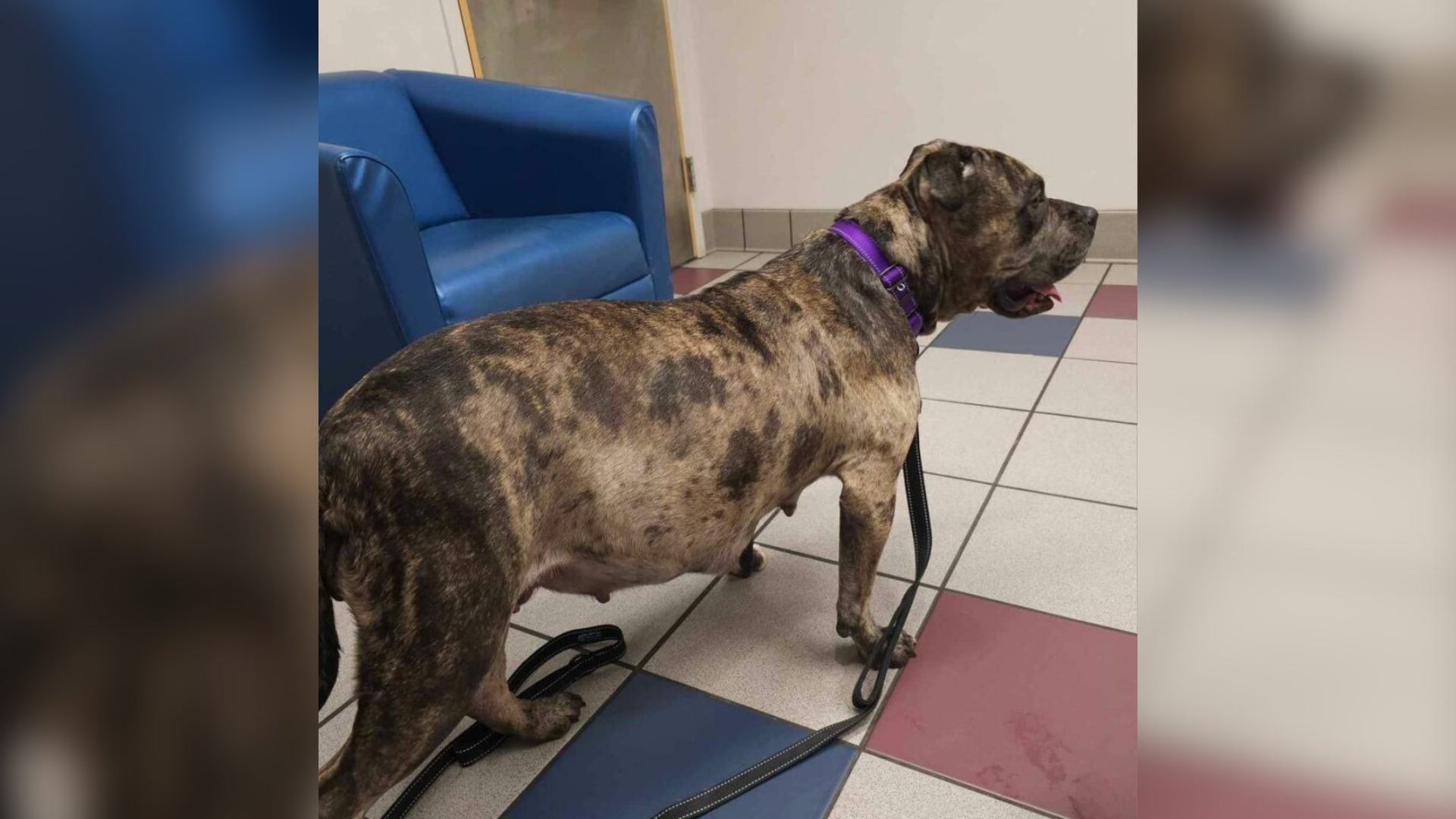 Heavily Pregnant Dog Didn’t Let Anyone Near Her Until A North Carolina Foster Mom Showed Up