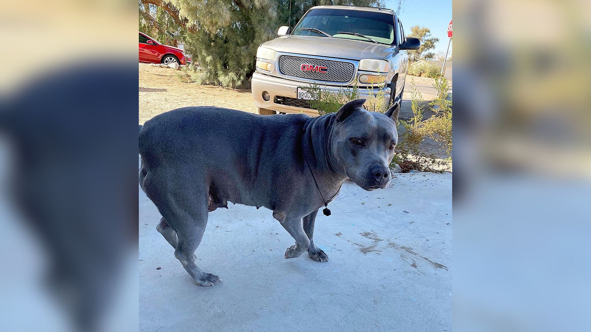 Pregnant dog