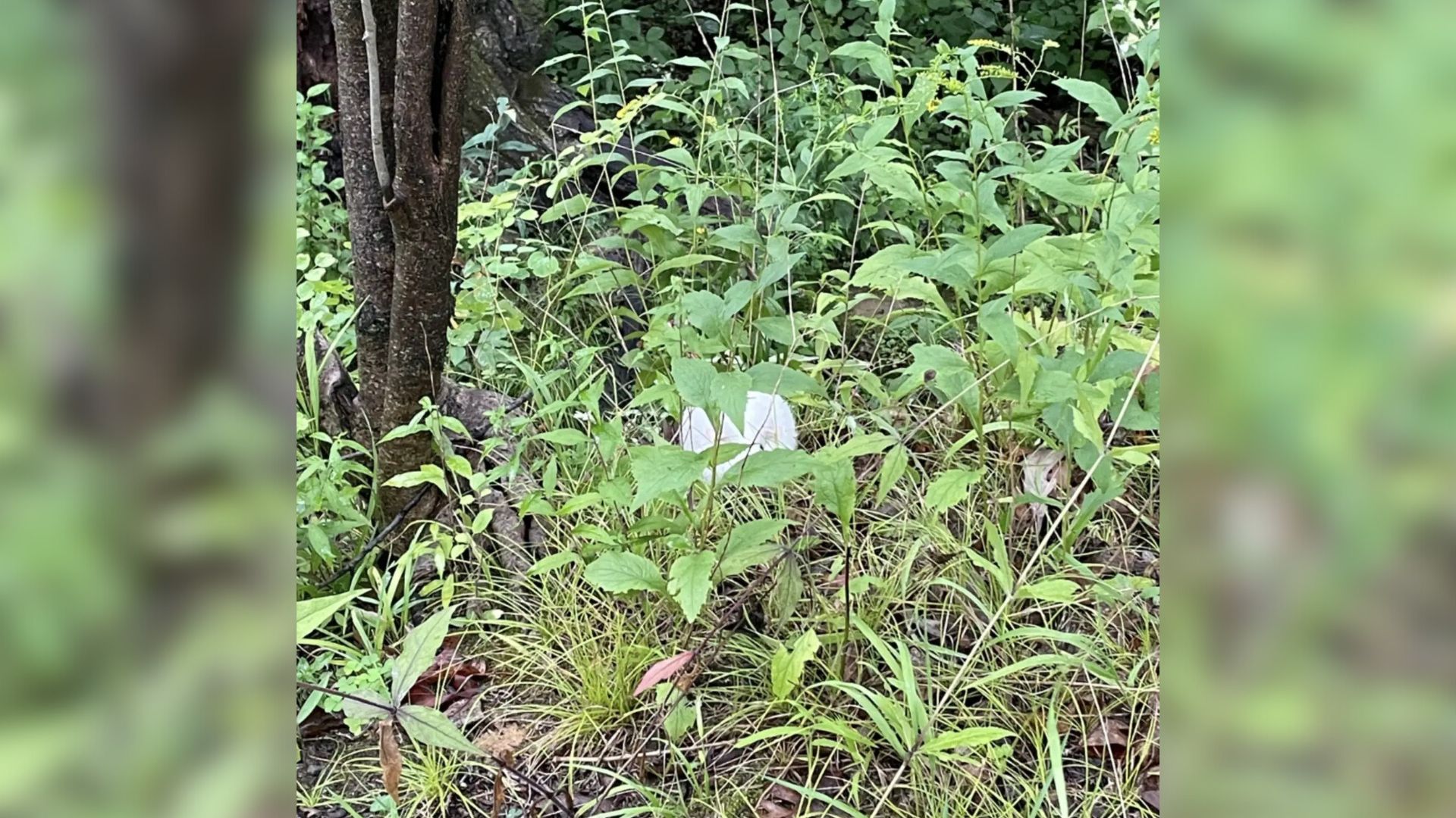 white bunny