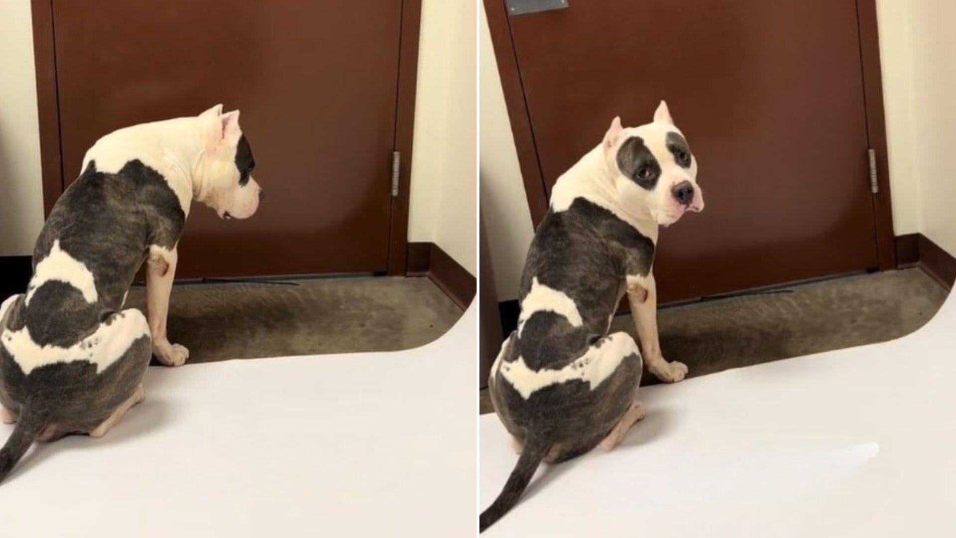 Hope Fades For Arizona Shelter Pup Until One Last Chance Appears