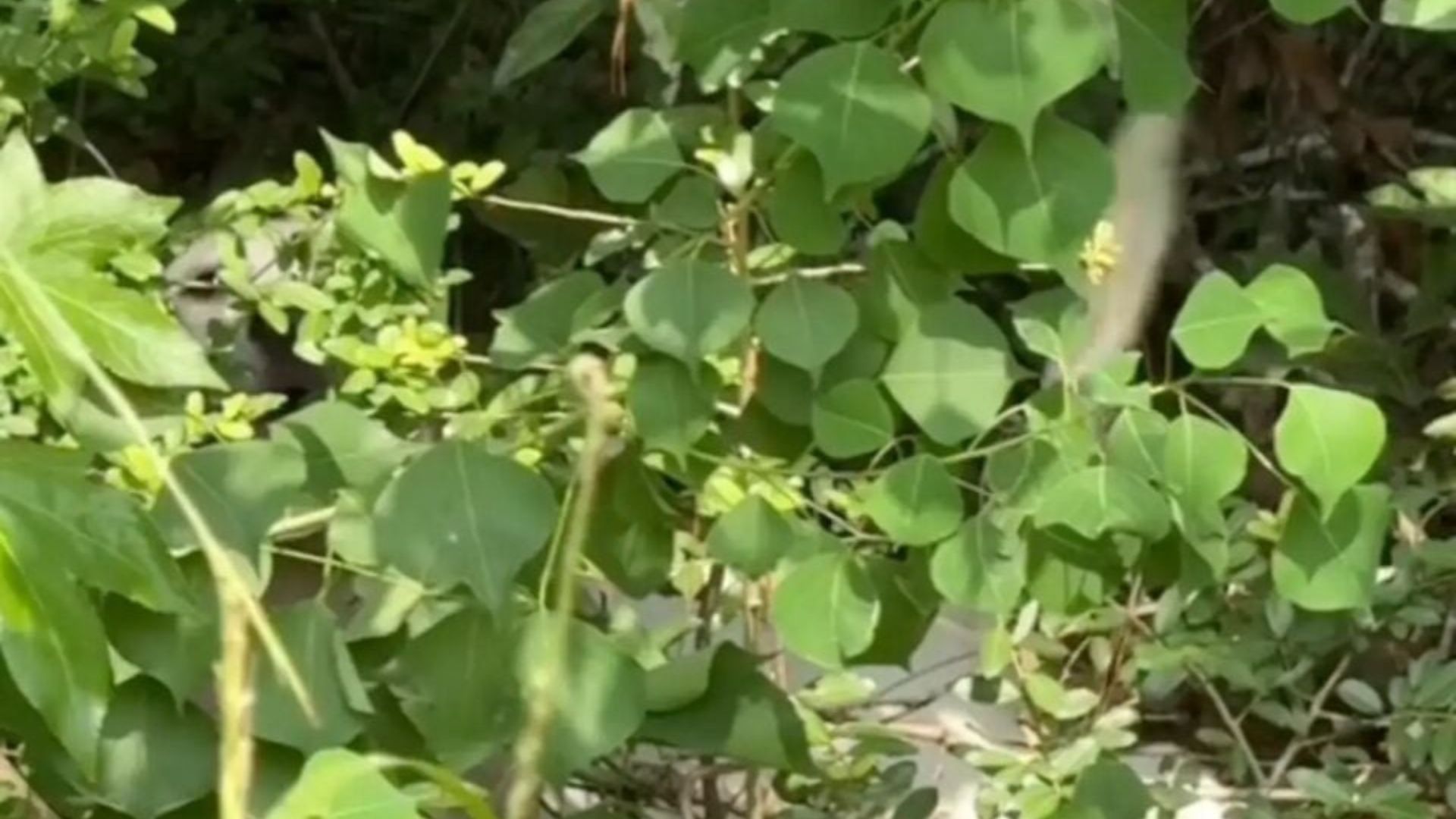 animal in bushes