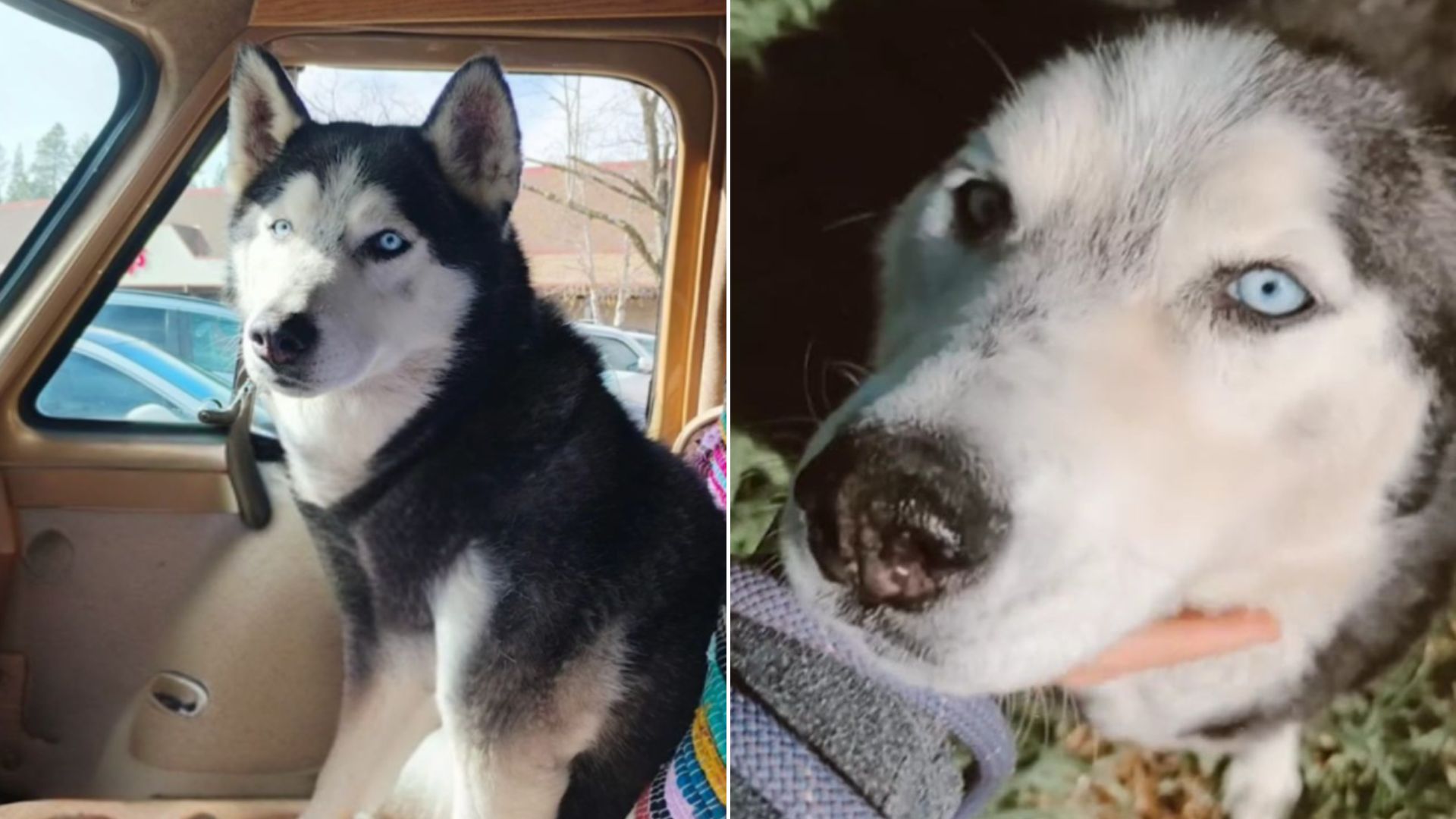 husky in car